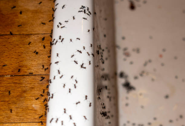 Insect Control in East Cleveland, TN